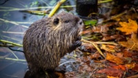 Fotografie jedince nutrie na břehu vodní plochy